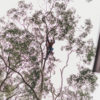 tree pruning