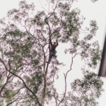 tree pruning