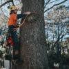 Blue Mountains Tree Lopping