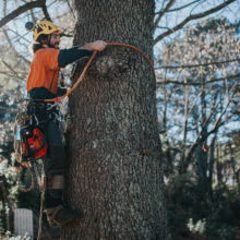 Blue Mountains Tree Lopping