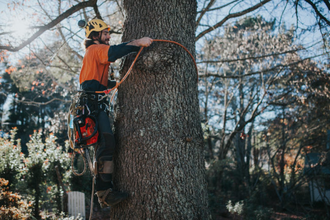 Blue Mountains Tree Lopping