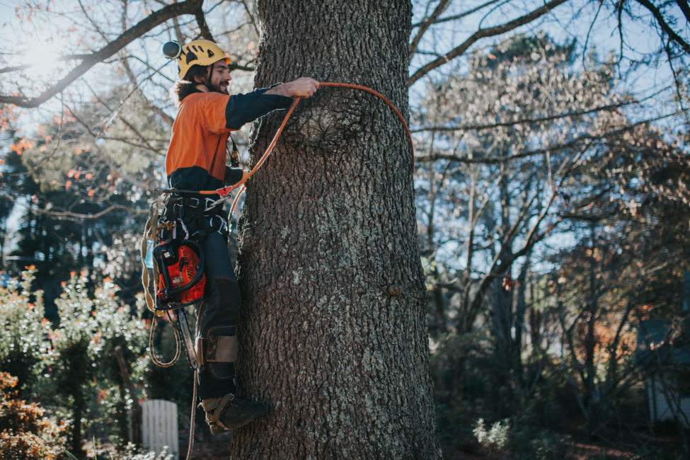 Blue Mountains Tree Lopping