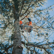 Blue Mountains Tree Service