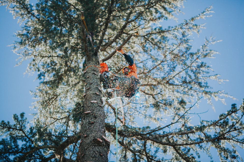 Blue Mountains Tree Service