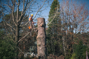 Blue Mountains Tree Removal